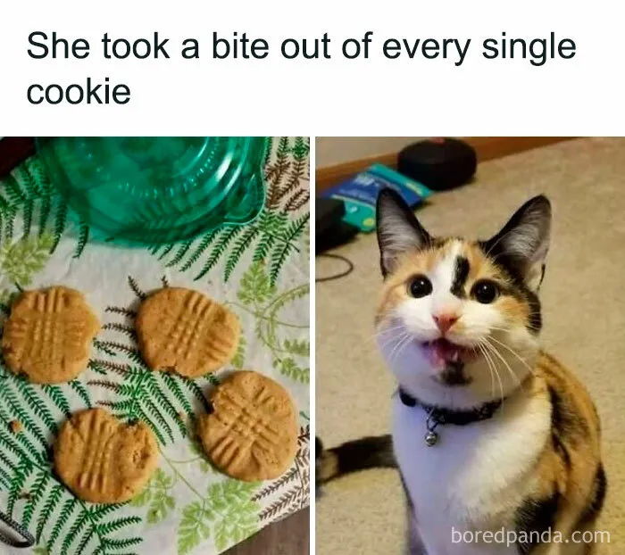50 Times Cats Committed The Most Annoying Crimes But People Just Couldn’t Be Mad At Them (New Pics)