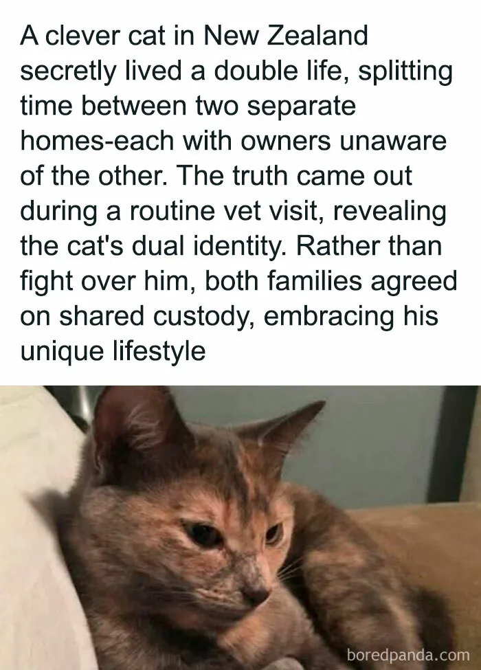 50 Times Cats Committed The Most Annoying Crimes But People Just Couldn’t Be Mad At Them (New Pics)