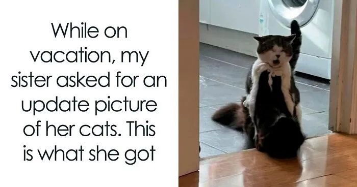 50 Times Cats Committed The Most Annoying Crimes But People Just Couldn’t Be Mad At Them (New Pics)