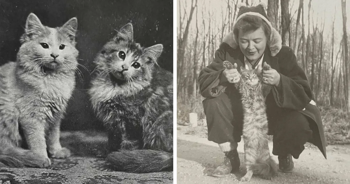35 Adorables imágenes de gatos a través de la historia mostrando que siempre fueron los protagonistas