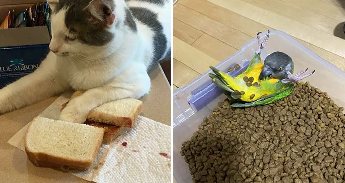 50 Times Owners Turned Their Backs For 5 Seconds And Their Pets Wreaked Complete Havoc