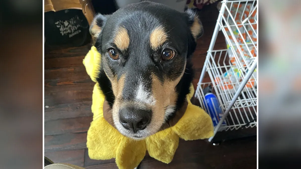 Fiancé Breaks Off Relationship For Younger Partner, Wants Dog Updates, Gets Humiliating Pictures
