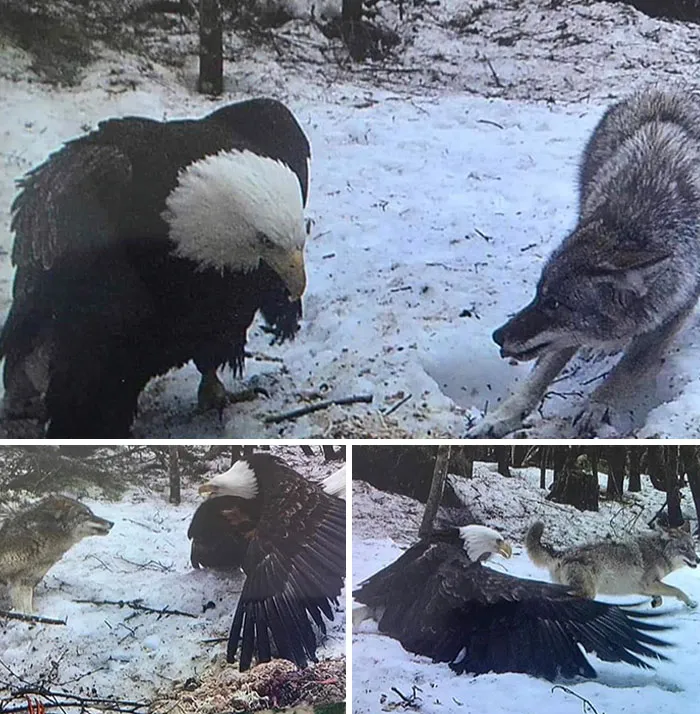 Águila calva VS Lobo gris, en una cámara de rastreo