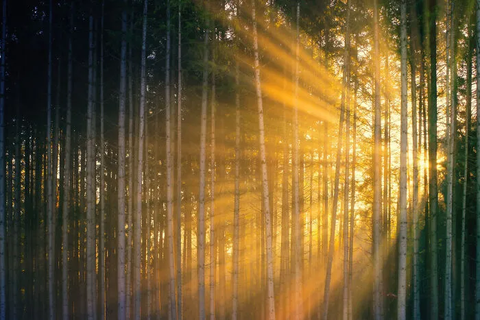 Sun rays streaming through tall trees in a forest, illustrating the concept time facts in nature's light pattern.