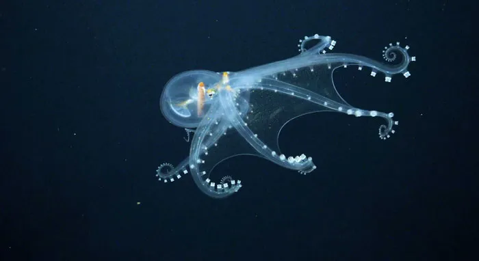 Glass Octopus