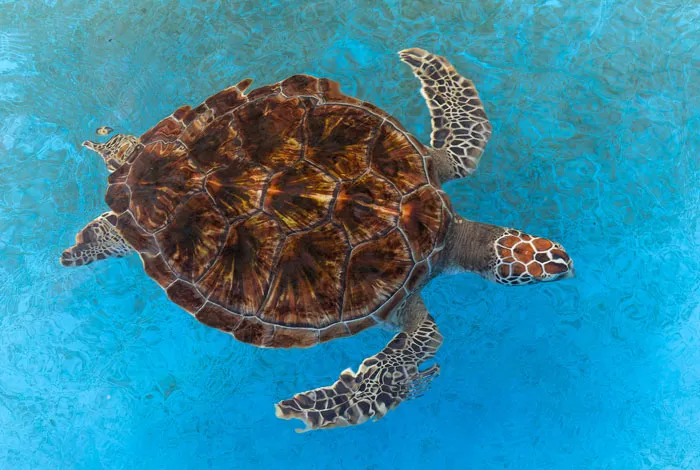 Biofluorescent Hawksbill Sea Turtle