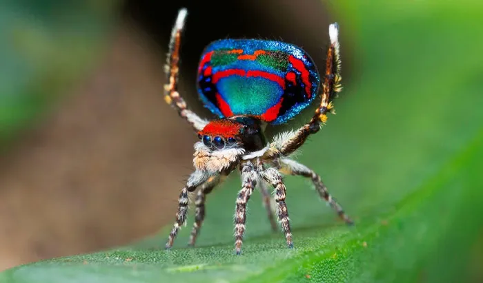 Peacock Spider
