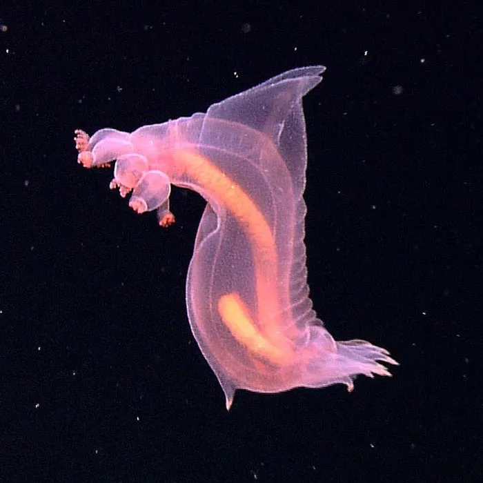 Pink See-Through Fantasia