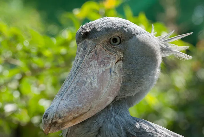Shoebill