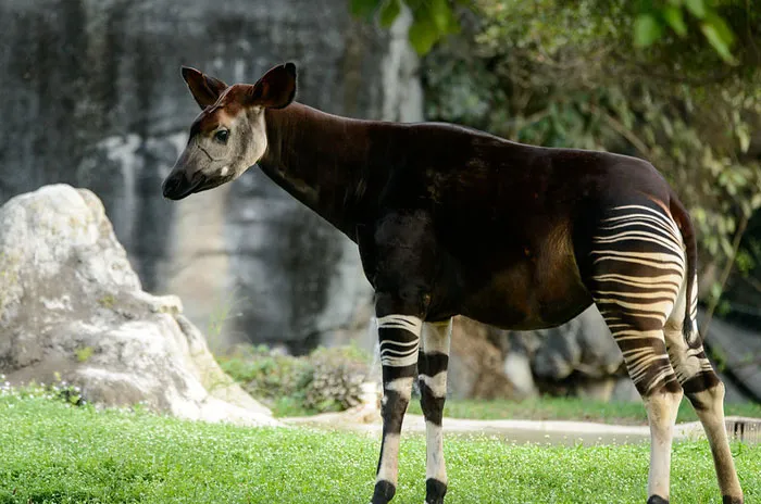 Okapi