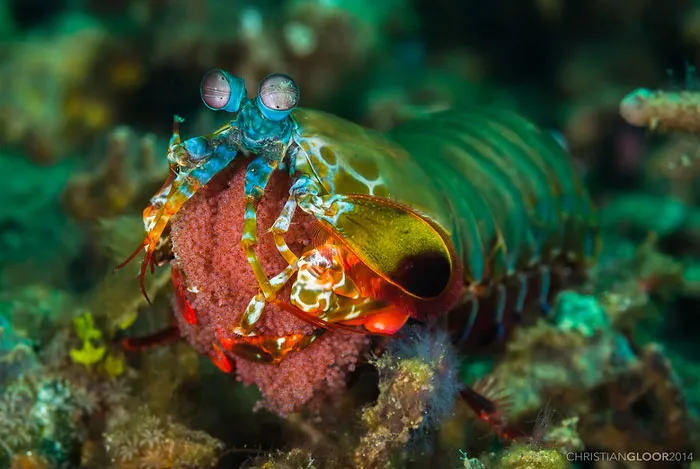 Peacock Mantis Shrimp