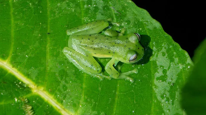 Glass Frog