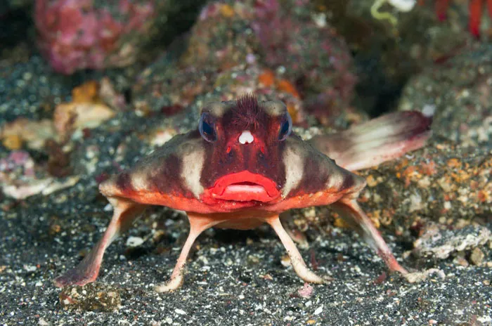 Red-Lipped Batfish