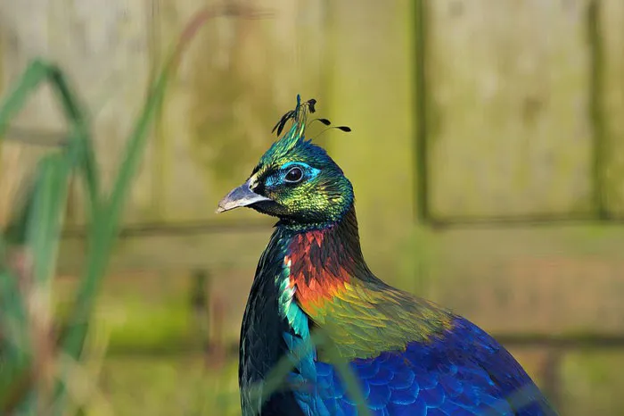 Himalayan Monal