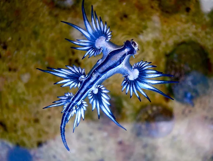 Blue Dragon Sea Slug