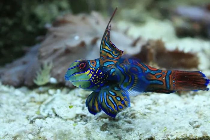Mandarin Dragonet
