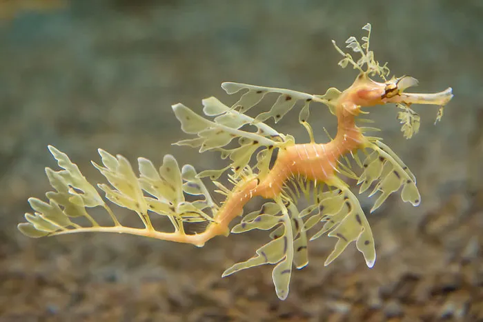 Leafy Seadragon