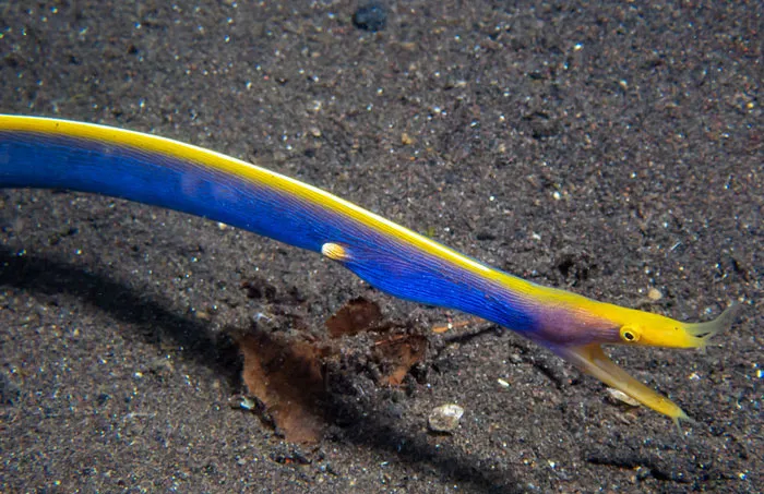 Ribbon Eel