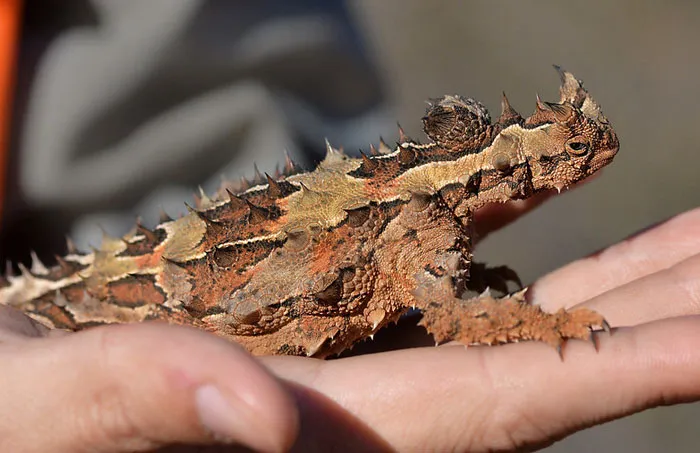 Thorny Devil