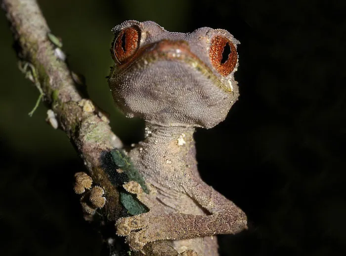 Satanic Leaf-Tailed Gecko