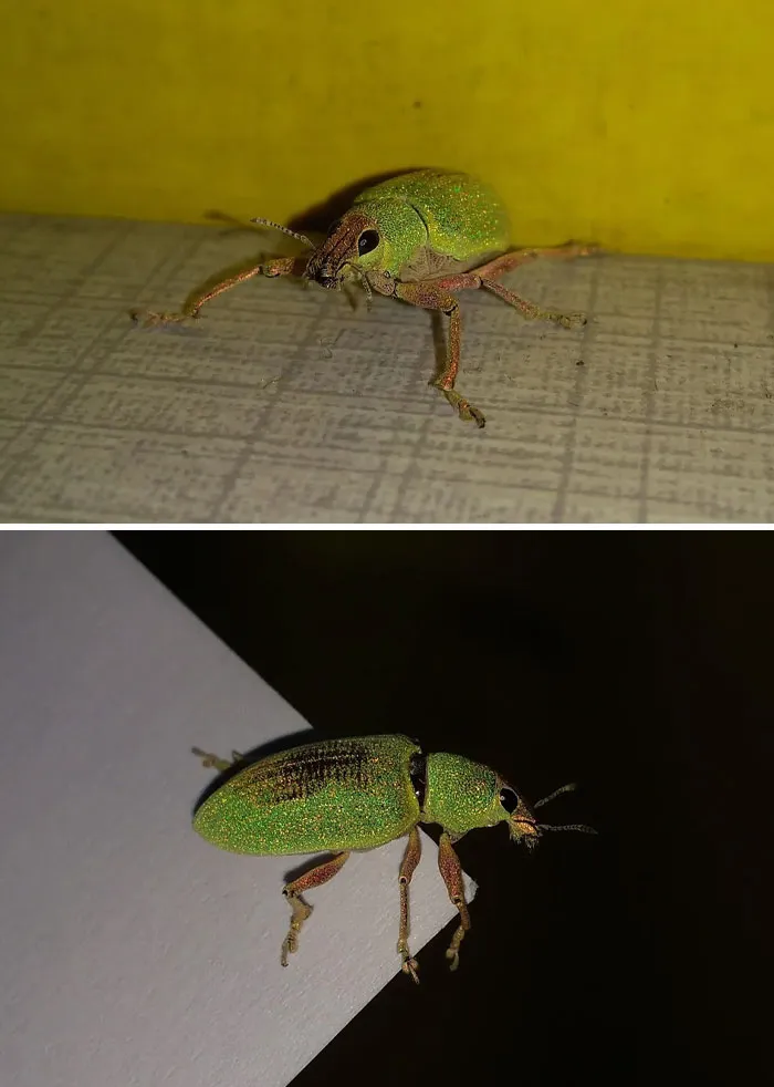 This Glittery Gentleman Paid A Visit. I Bribed Him To Stay