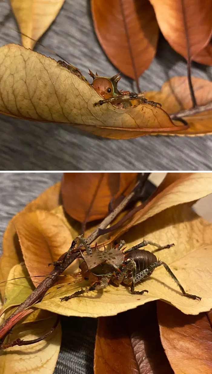 Adorable Little Guy