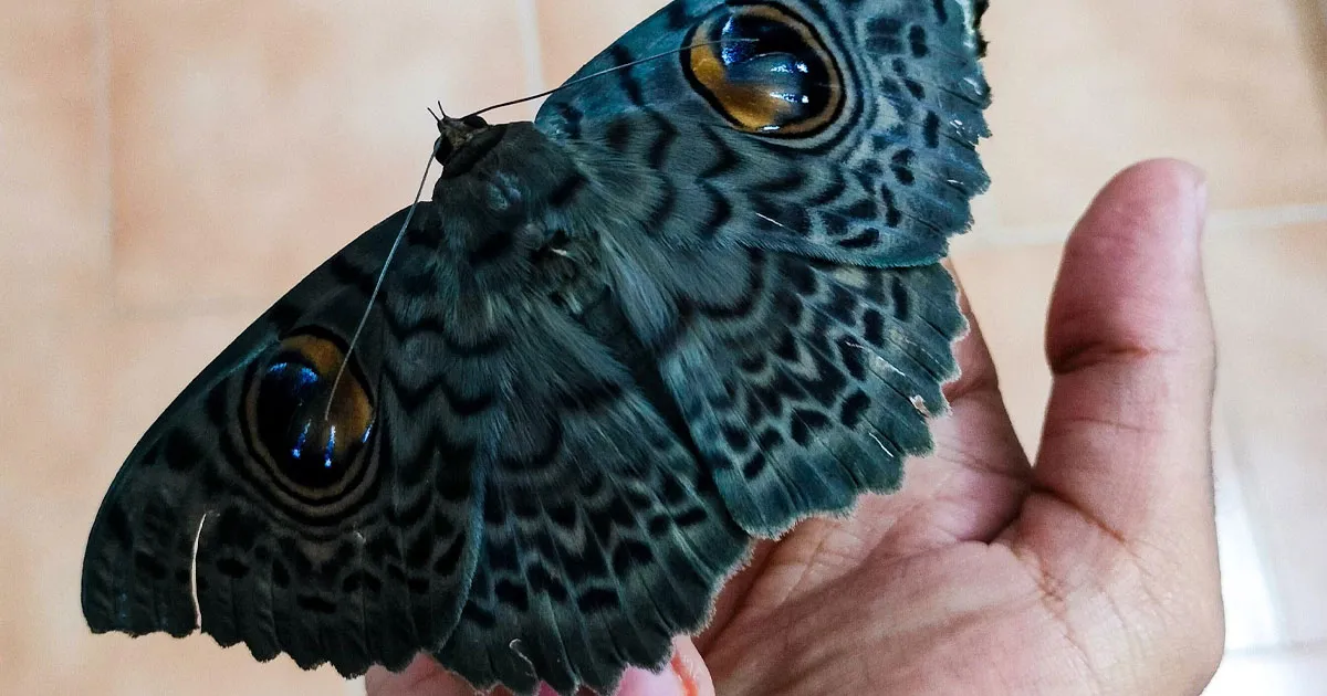 These 50 Bugs Might Be The Most Beautiful Ones You Have Ever Seen