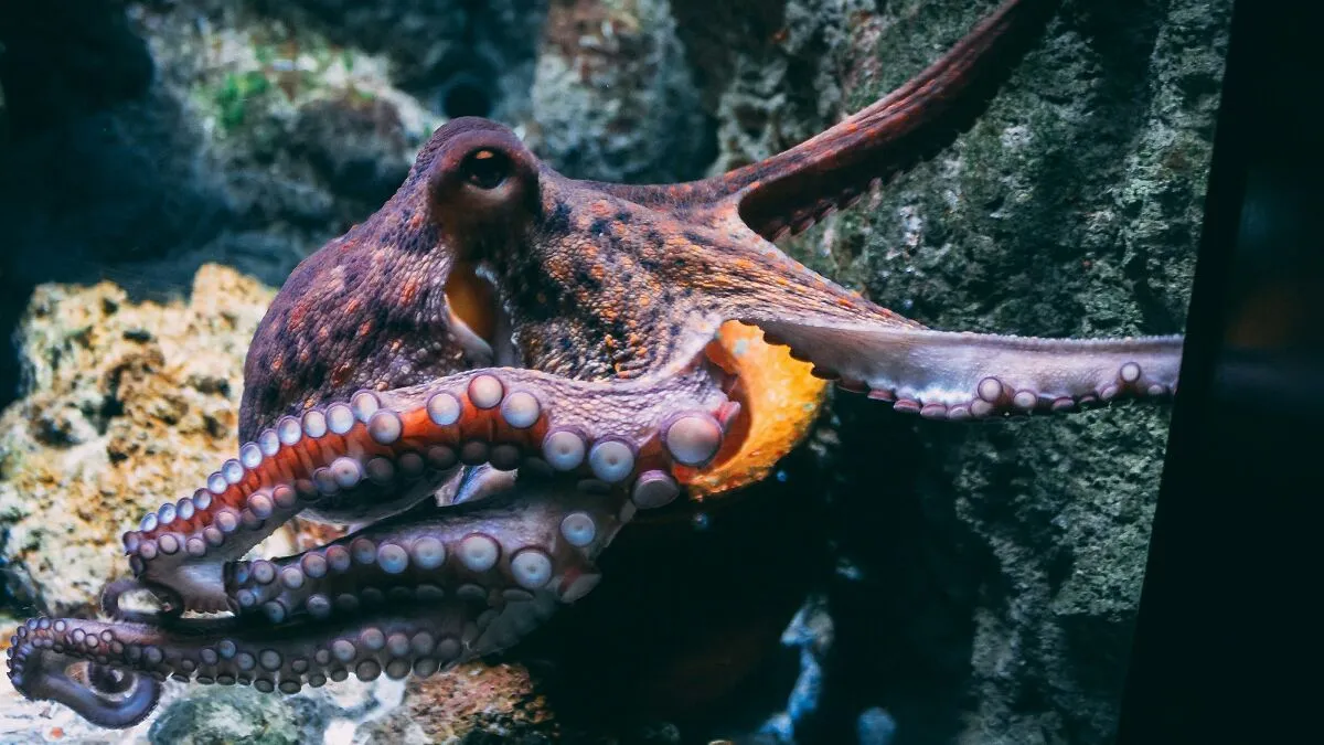 Aquarium Octopus Attacks 6-Year-Old Boy And Turns White The Next Time He Visits