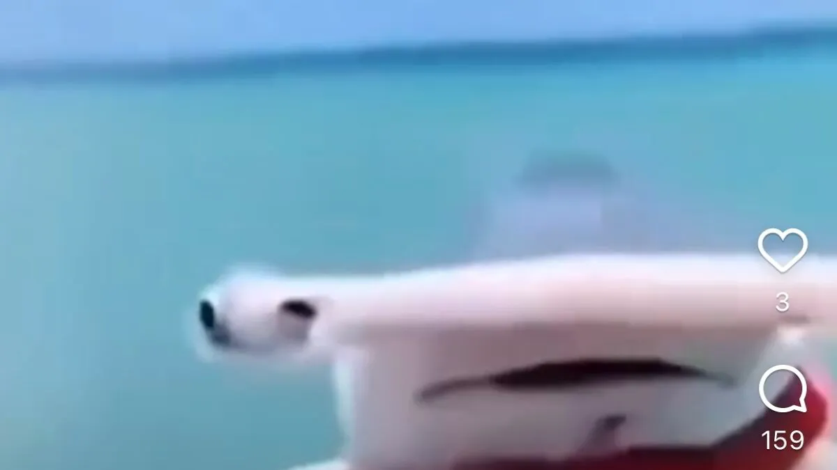 Hey Pandas, Share Your Favorite Meme