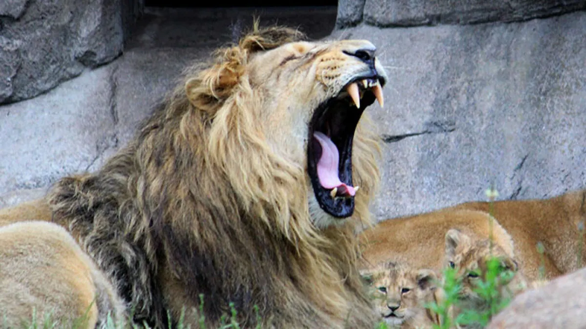 Viral Jokes After Zoo Releases Statement Asking People To Donate Pets So Their Animals Can Eat