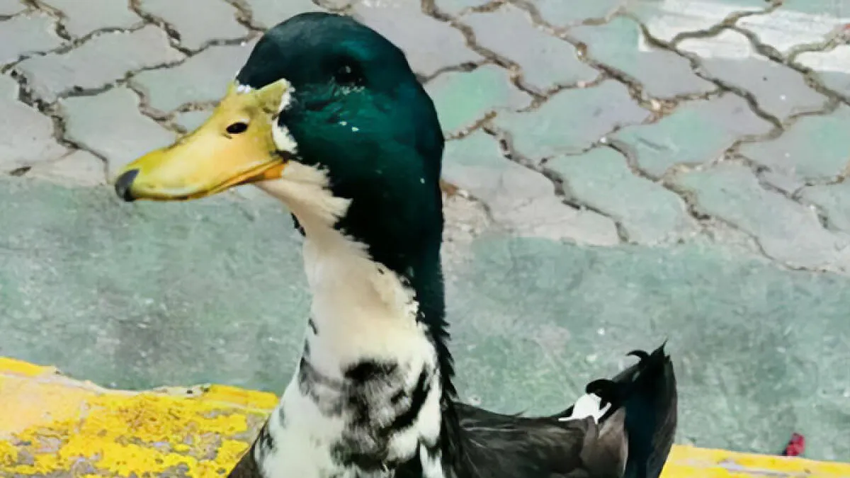 "Free Juan": Celebrity Duck Gets A Lawyer, Sparks Mass Support After Being Removed From Popular Location