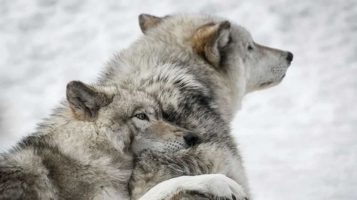 From Wild To Mild: 10 Untamed Animals With Pet-Like Behaviors