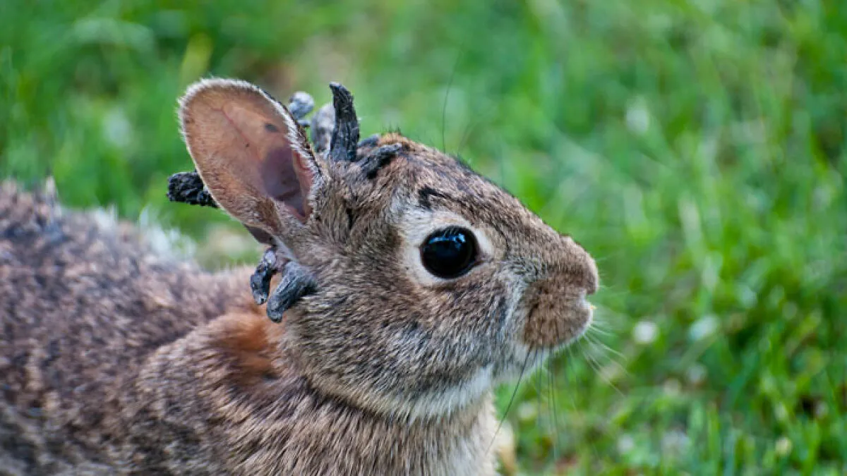 ‘Frankenstein’ Rabbits Spreading In The US Due To Rare Virus Spark Frenzy As Experts Issue Urgent Warning