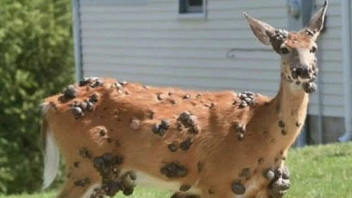 "Mutant Deer" Spotted With Eerie Flesh Bubbles Increases Fear Of An Animal Outbreak In The US