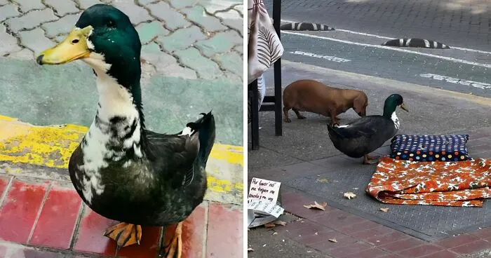 "Free Juan": Celebrity Duck Gets A Lawyer, Sparks Mass Support After Being Removed From Popular Location