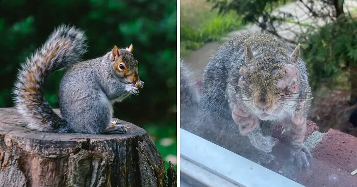 "First Rabbits, Now The Squirrels?": 'Zombie Squirrels' With Oozing Flesh Terrify US Homeowners