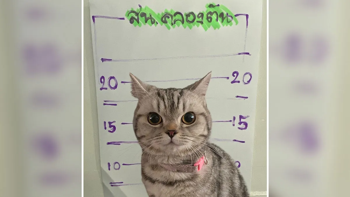 The Mugshot Of This ‘Criminal’ Cat Might Be The Funniest Thing You’ll See Today