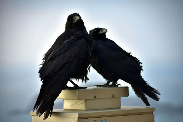 Ravens