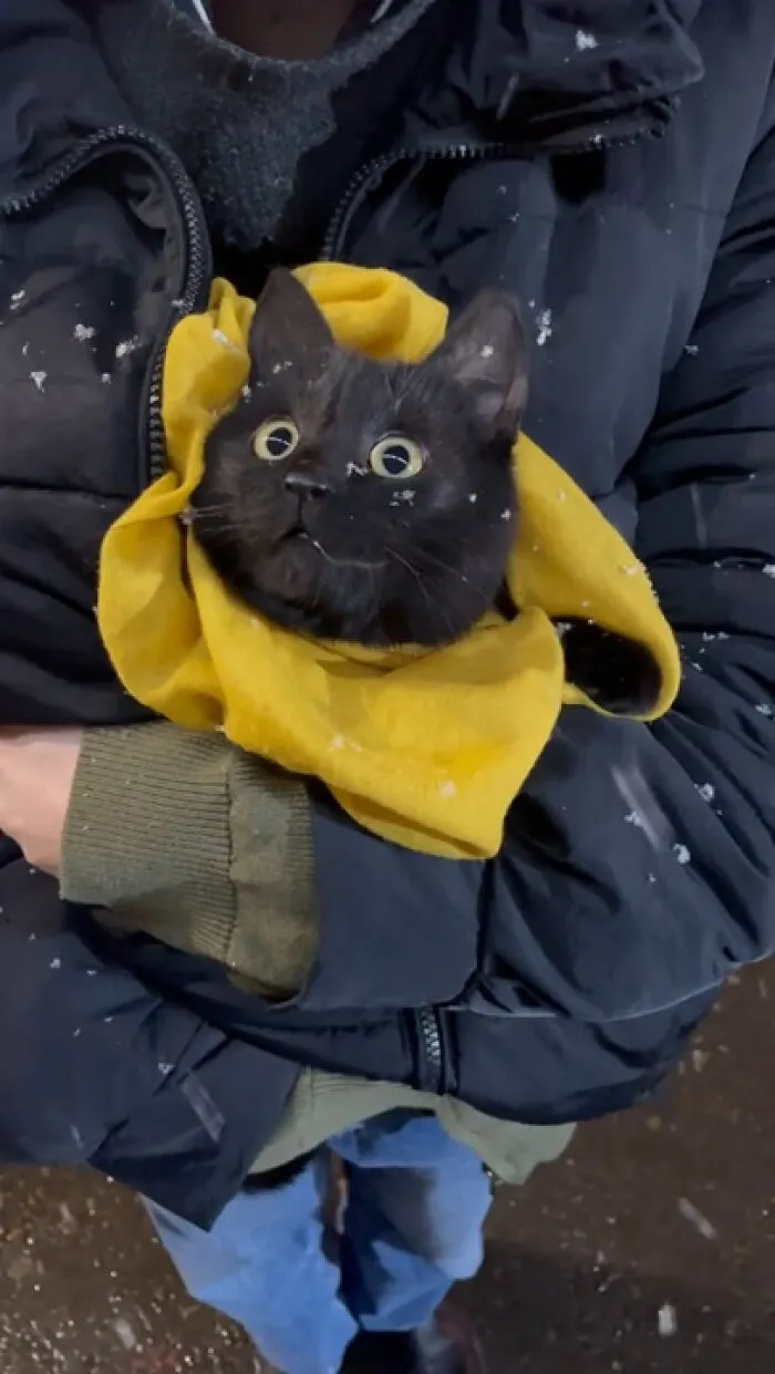 Watching Falling Snow With Wide Eyes