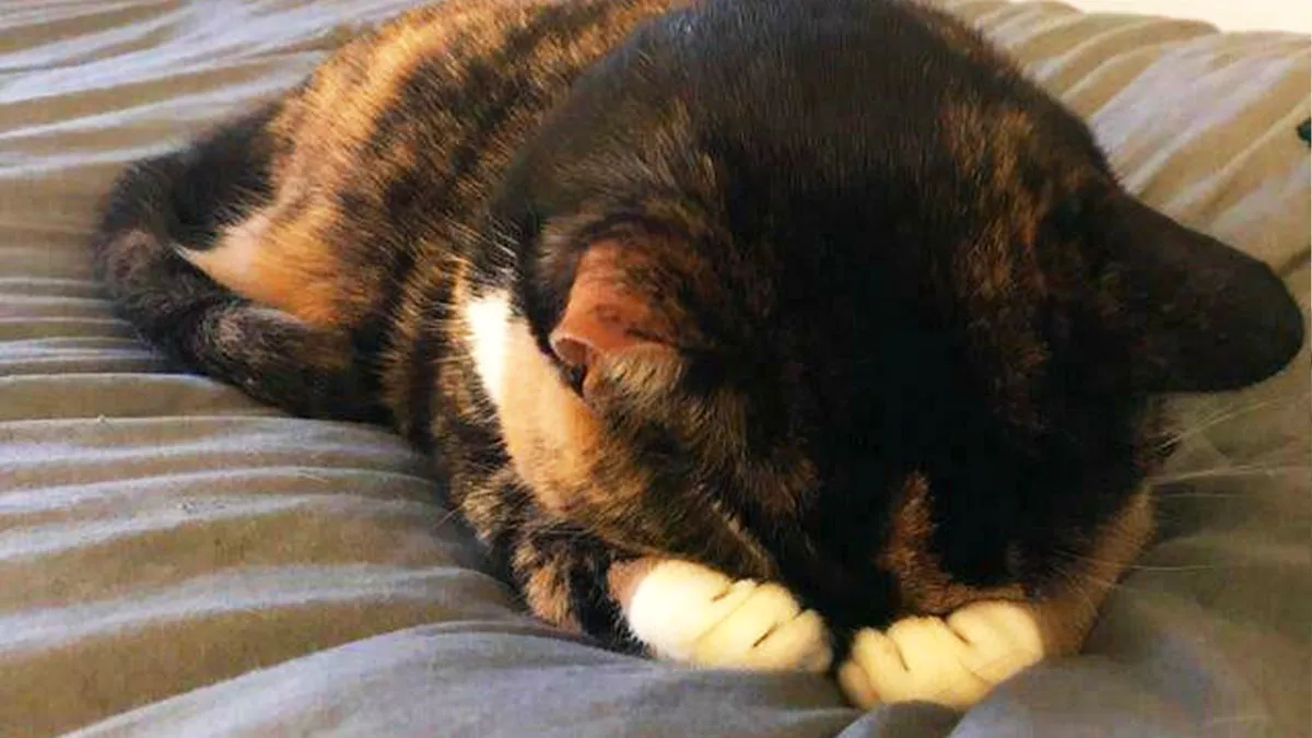 This Online Group Is Dedicated To Cats Being Cats And Here Are 50 Of Their Best Posts