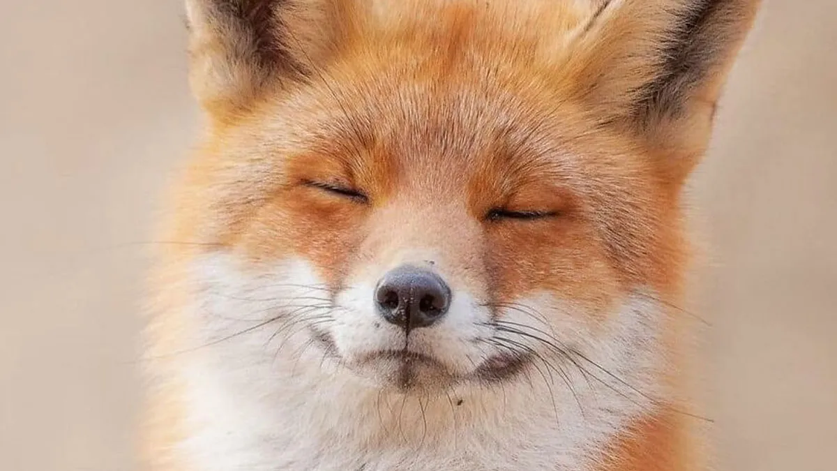50 Times People Spotted The Cutest Animals And Just Had To Take A Pic Of Them