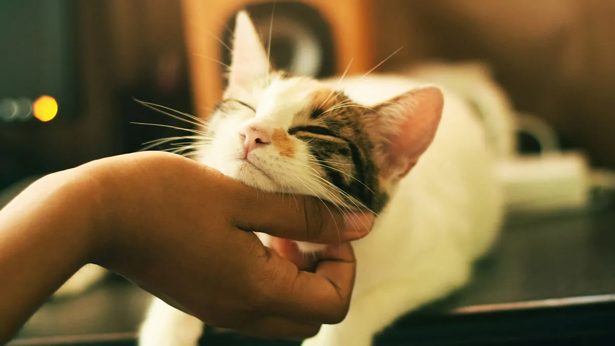 Manipulative Boyfriend Tries Forcing GF To Give Up Her Cat, She Quits The Relationship Instead