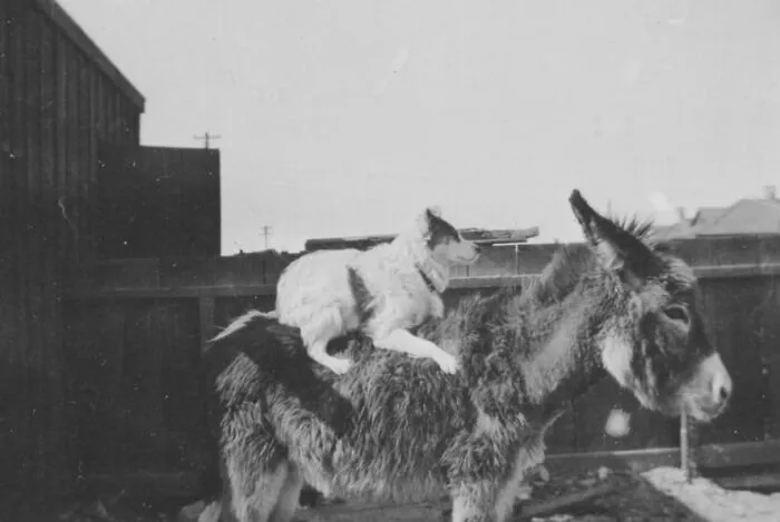 Dog Sitting On A Donkey, Las Vegas, Nevada, Circa 1920-1930s