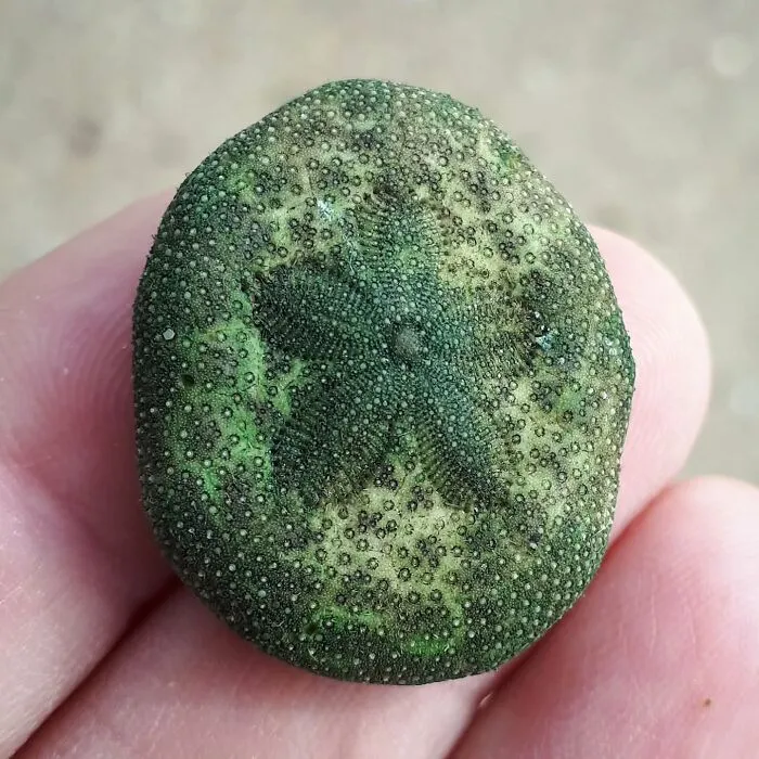 Mi increíble hallazgo: la galleta de mar (erizo de mar). No sabía qué era. Como siempre, Google me ayudó.