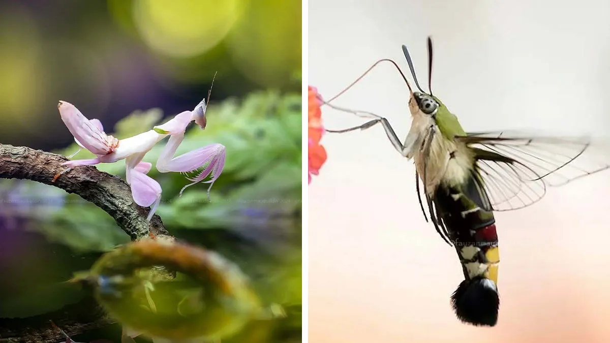 45 Close-Up Insect Photos By Fauzan Maududdin That Feel Like They're From A Fantasy World