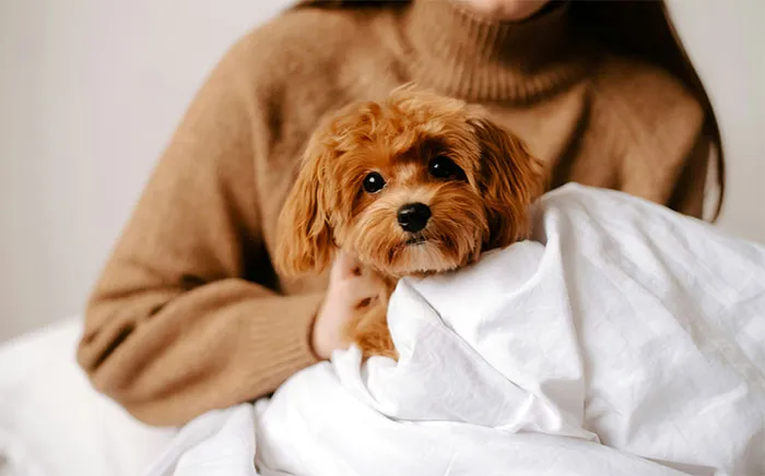 Small dog wrapped in white blanket held by person in brown sweater illustrating bizarre reasons for divorce cases