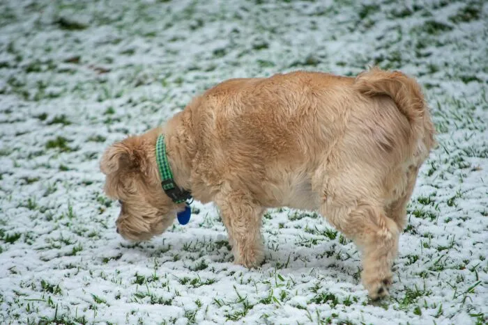 38 Dog Owners Share The Real Cons Of Having Them As Pets In This Online Thread