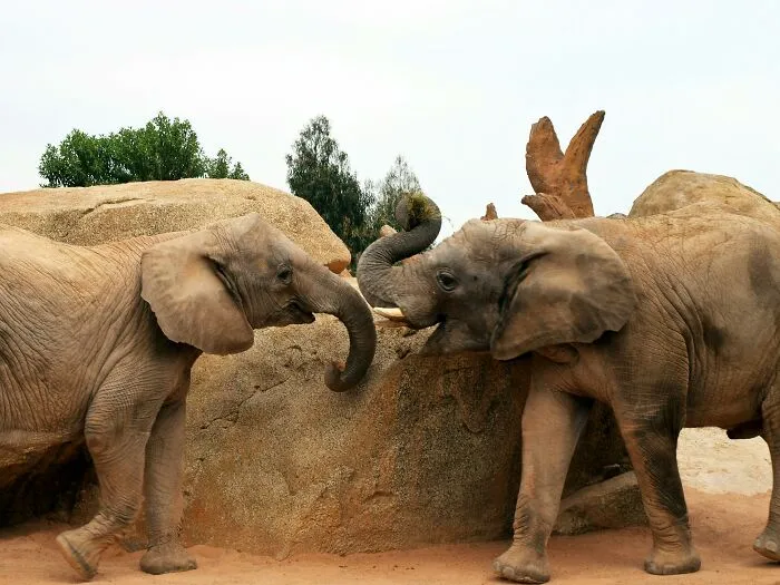 Elephants : Deep-Feeling Giants With Dog-Like Devotion