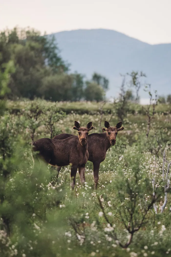 Moose