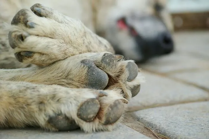 38 Dog Owners Share The Real Cons Of Having Them As Pets In This Online Thread